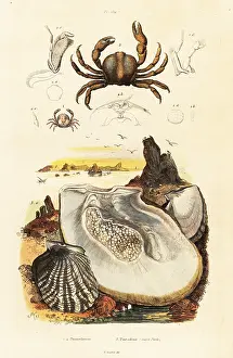 Du Casse: Pin crabs and pearl oyster