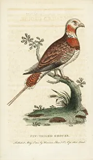 Sandgrouse: Pin-tailed sandgrouse, Pterocles alchata