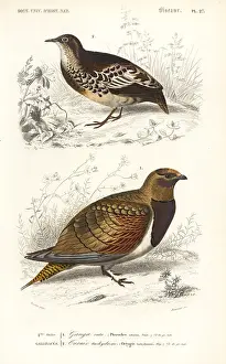 Travies: Pin-tailed sandgrouse, Pterocles alchata