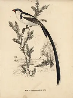 Macroura: Pin-tailed whydah, Vidua macroura