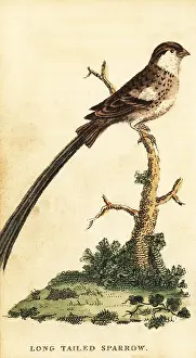 The Naturalists Pocket Magazine: Pin-tailed whydah, Vidua macroura
