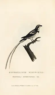 Vieillot: Pin-tailed whydah, Vidua macroura