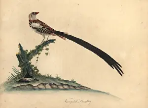 Macroura: Pin-tailed whydah, Vidua macroura