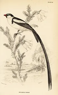 Swainson: Pin-tailed whydah, Vidua macroura