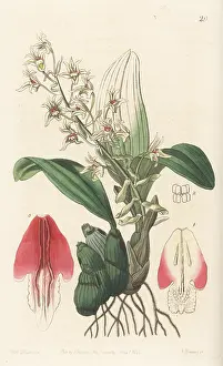 John Lindley: Pinalia bractescens orchid