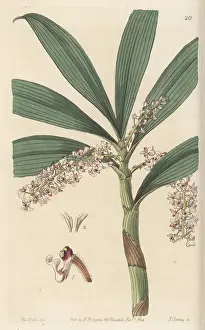 John Lindley: Pinalia floribunda orchid