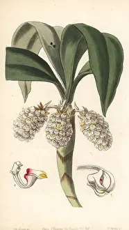 Lindley: Pinalia spicata orchid