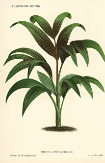 Frond: Pinanga decora palm tree