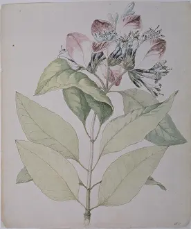 Bartram: Pinckneya bracteata, fever tree