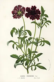 Scabiosa: Pincushion flower or sweet scabious, Scabiosa atropurpurea