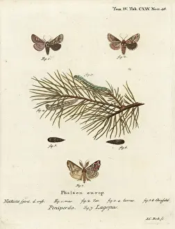 Dusky: Pine beauty and latin moth