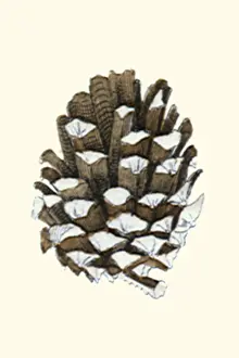 Cones: Pine Branch