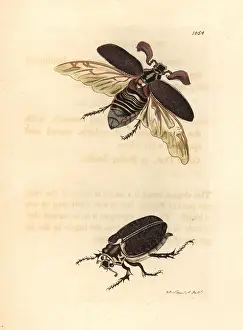 Melolontha: Pine cockchafer, Melolontha fullo