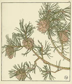 Pochoir: Pine cone