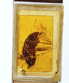 Pinus: Pine cone in Baltic amber