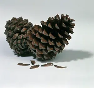 Pinus: Pine cones