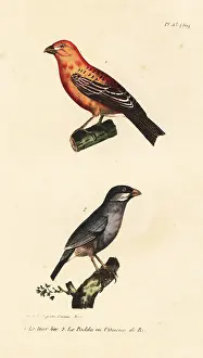 Oeuvres: Pine grosbeak and Java rice bird