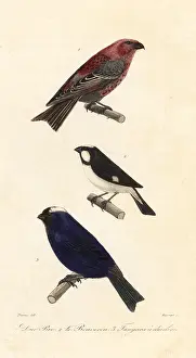 Steel Engraving: Pine grosbeak, lined seedeater and diademed tanager