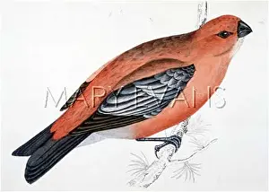 Enucleator: PINE GROSBEAK (MORRIS)