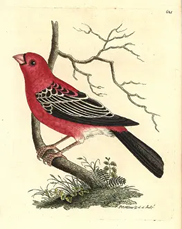 Enucleator: Pine grosbeak, Pinicola enucleator