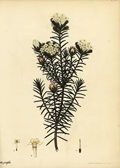 Florist: Pine-leaved saffron-bush, Gnidia pinifolia