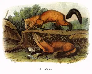Recent: Pine Marten