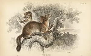Martes: Pine marten, Martes martes