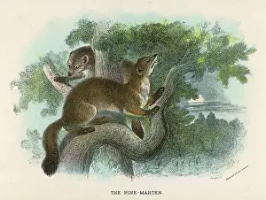 Marten: PINE MARTEN IN TREE