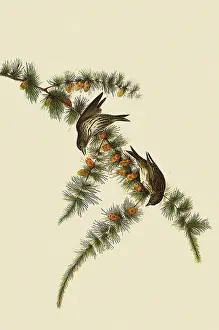 Siskin: Pine Siskin, Spinus pinus