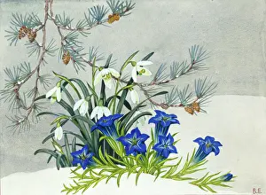 Gentians: Pine, snowdrops and gentians in the snow