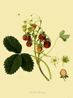 Hooker: Pine Strawberries