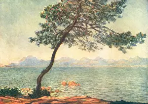 Dantibes: Pine Tree, Cape Of Antibes