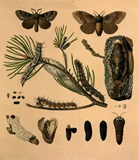 Occasional: Pine-Tree Lappet