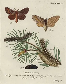 Esper: Pine tree lappet, Dendrolimus pini