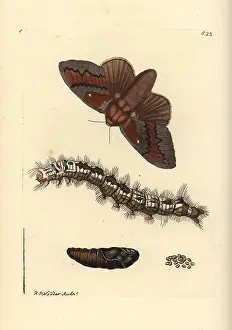 Lappet: Pine-tree lappet moth, Dendrolimus pini