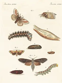 Engraved Plates: Pine-tree lappet moth, pine beauty and pine hawk-moth