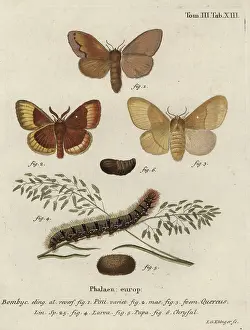 Esper: Pine tree lappet and oak eggar moths