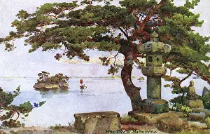 Matsushima: Pine Tree at Matsushima, Japan