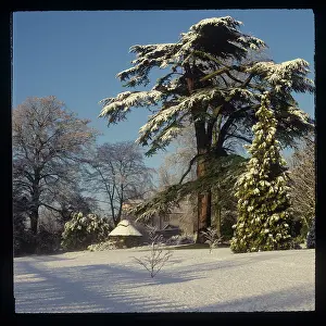 Pine Tree in snow