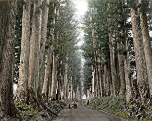 Nikko: Pine trees on Imaichi Road, Nikko, Japan
