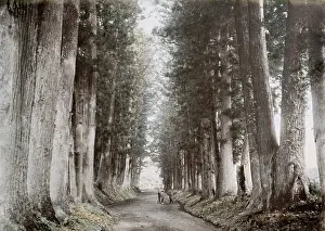 Nikko: Pine trees, Imaichi road, Nikko, Japan