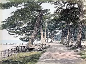 Kobe: Pine trees at Maikonohama, near Kobe, Hyogo, Japan, circa 18