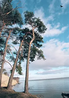 Clear: Pine trees and sea on Curonian Spit, 1996