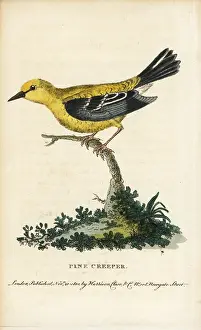 Setophaga: Pine warbler, Setophaga pinus