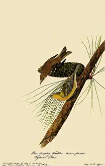 Pinus: Pine Warblers