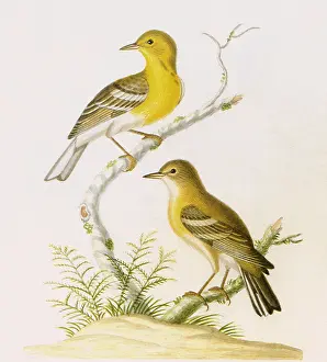 Pinus: Pine Warblers, Dendroica pinus