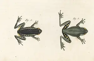 Engraved Plates: Pine woods tree frog and squirrel tree frog