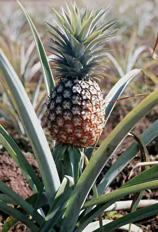 Mozambique: Pineapple, 1976