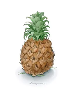 Pineapple: Pineapple