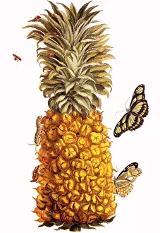 Pineapple: Pineapple, Ananas comosus
